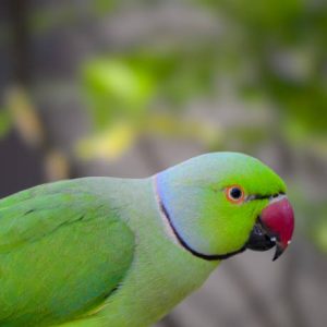 Parrots, also known as psittacines /ˈsɪtəsaɪnz/, are birds of the roughly 398 speciesin 92 genera comprising the order Psittaciformes /ˈsɪtəsɪfɔːrmiːz/, found mostly in tropical and subtropical regions. The order is subdivided into three superfamilies: the Psittacoidea ("true" parrots), the Cacatuoidea (cockatoos), and the Strigopoidea (New Zealand parrots). One-third of all parrot species are threatened by extinction, with higher aggregate extinction risk (IUCN Red List Index) than any other comparable bird group.Parrots have a generally pantropical distribution with several species inhabiting temperate regions in the Southern Hemisphere, as well. The greatest diversity of parrots is in South America and Australasia.