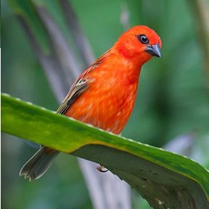 Madagaskarweber; red fody; Foudia madagascariensis