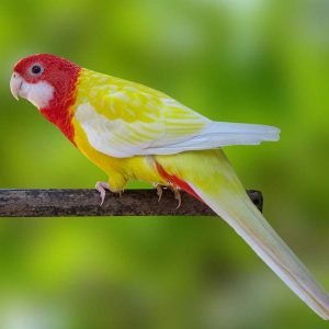 rosella_002